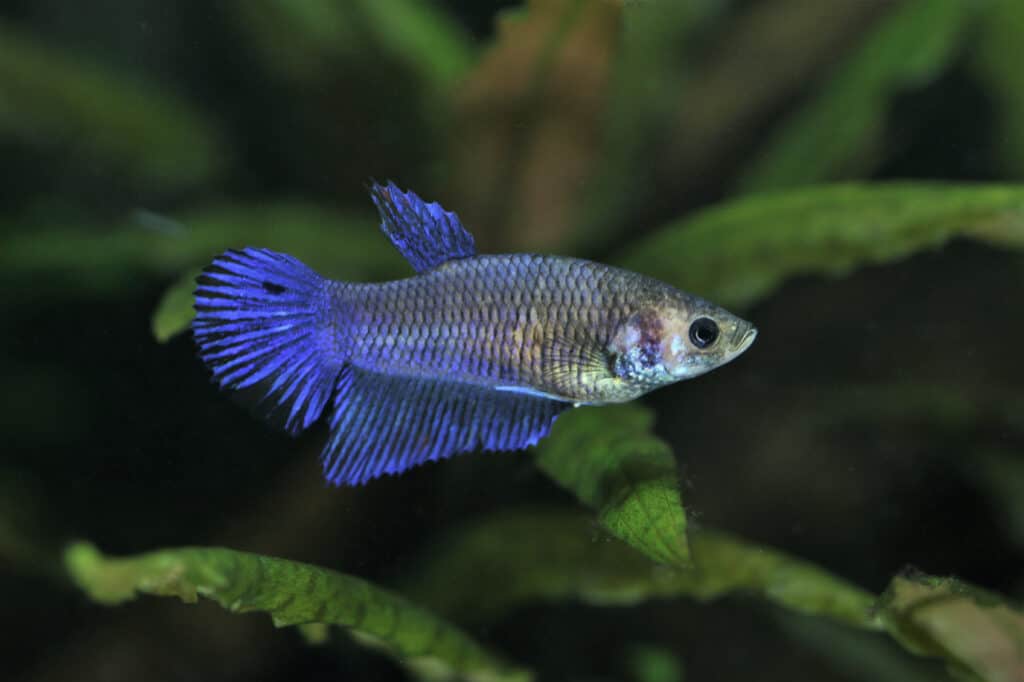 6 Cheapest Betta Fish To Keep as Pets