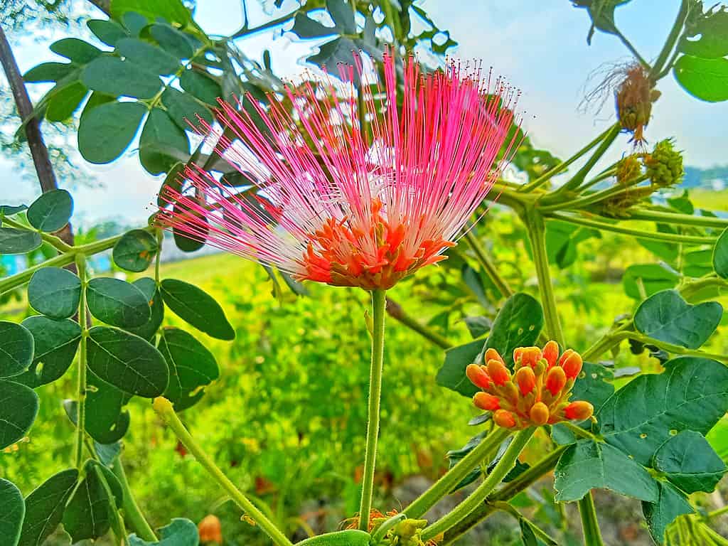 The 8 Best Orange Flowering Trees in Florida