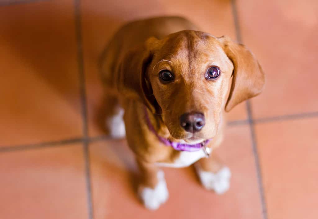 Bloodhound Prices in 2023: Purchase Cost, Vet Bills, and More!