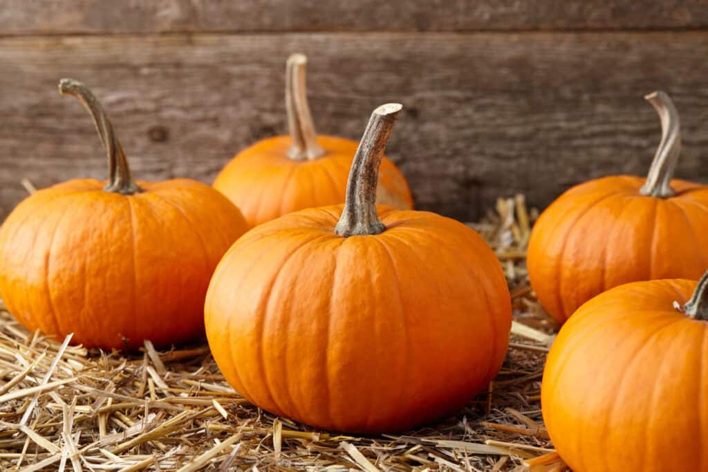 Explore the 10 Best Pumpkin Patches in Delaware To Experience Autumn