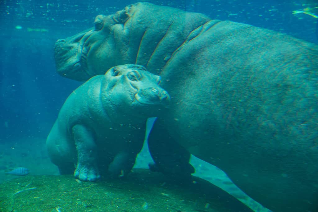 Discover 5 Amazing Zoos With the Best Hippo Exhibits