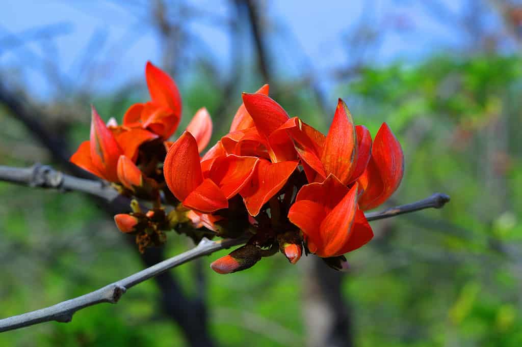 The 8 Best Orange Flowering Trees in Florida