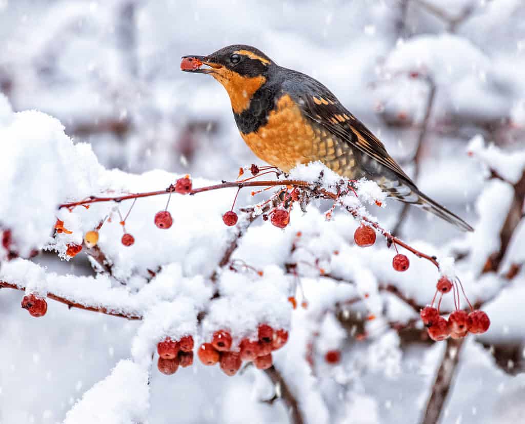 19 Birds With Orange Chests and Bellies: How to Properly Identify Each Kind