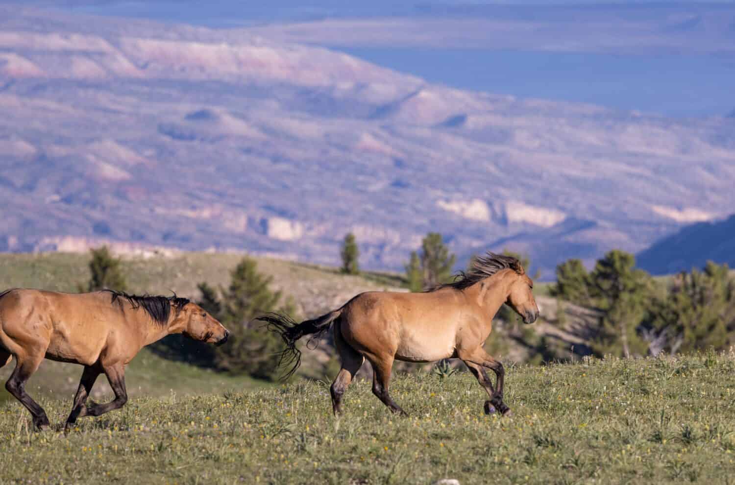 8 Places in America Where You Can Still See Wild Horses