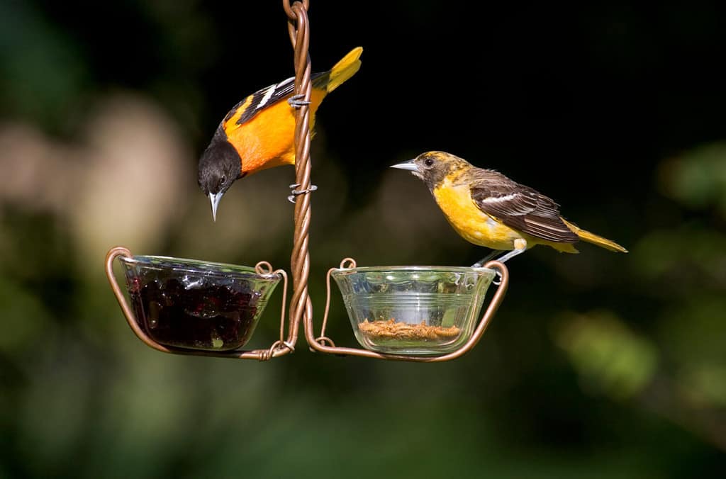 19 Birds With Orange Chests and Bellies: How to Properly Identify Each Kind