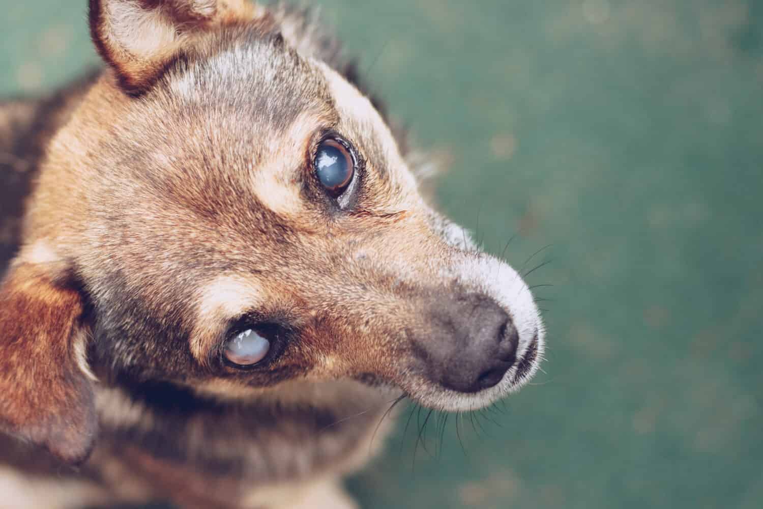 6 Ways To Tell How Old Your Dog Really Is