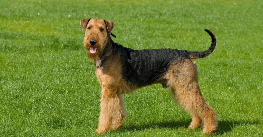 Airedale Terrier Prices 2023: Purchase Cost, Vet Bills, Grooming, and More!