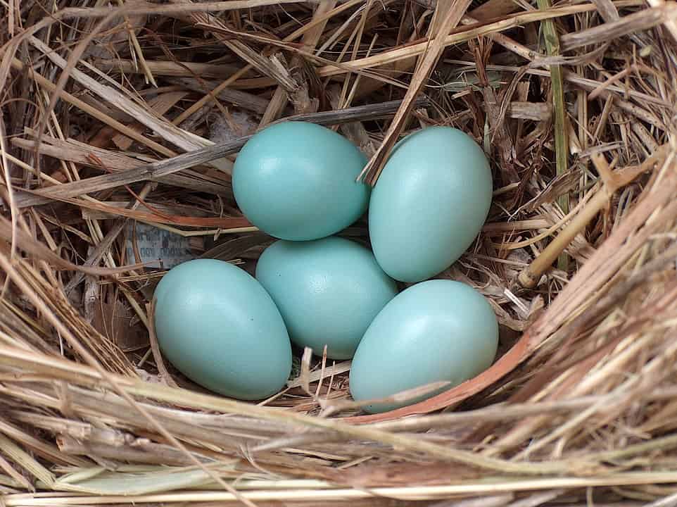 Where Do Starlings Nest?