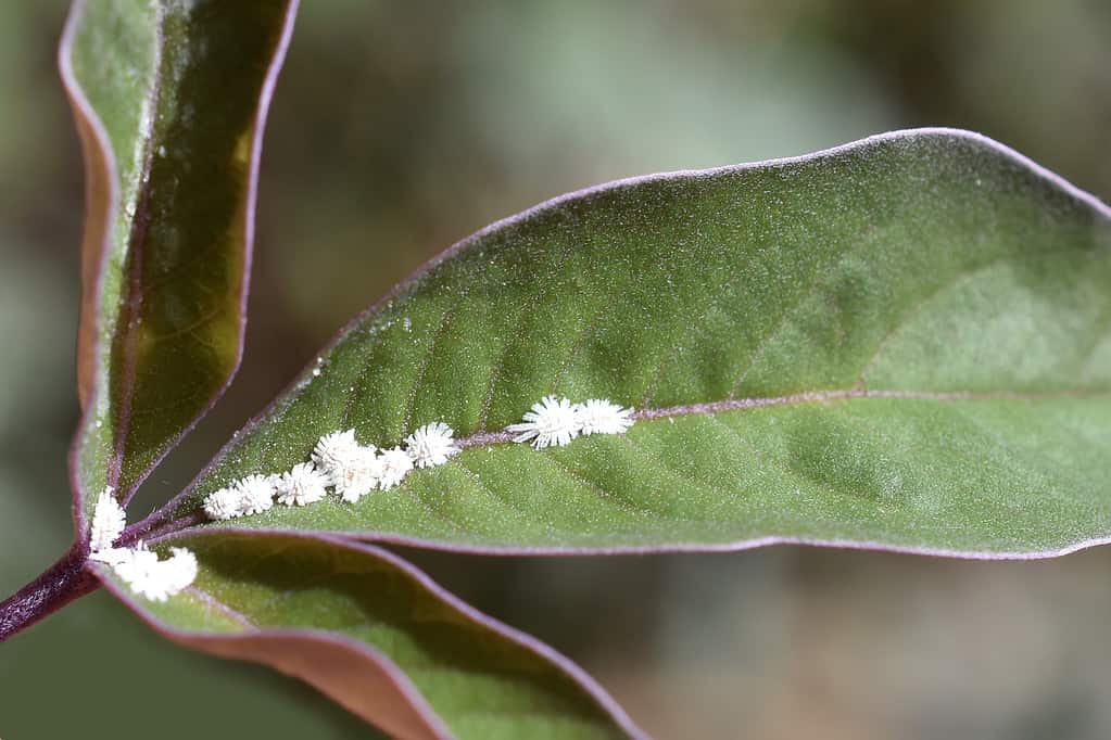 8 Reasons to Avoid Planting a Dogwood Tree in Your Yard