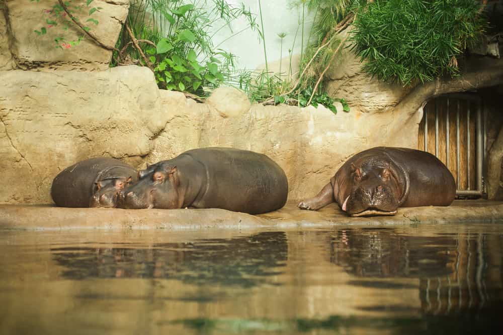 Discover 5 Amazing Zoos With the Best Hippo Exhibits