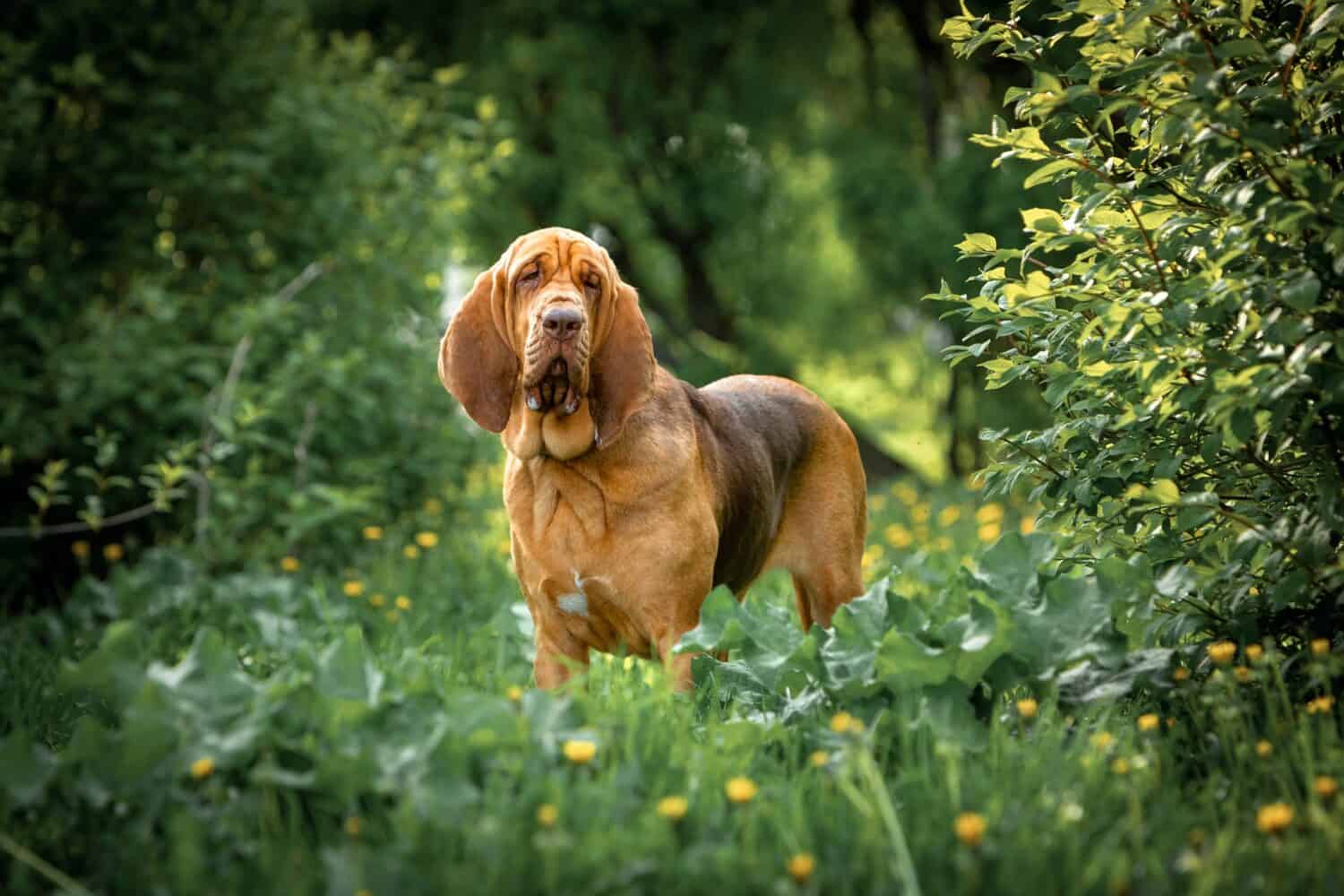 Bloodhound Prices in 2023: Purchase Cost, Vet Bills, and More!