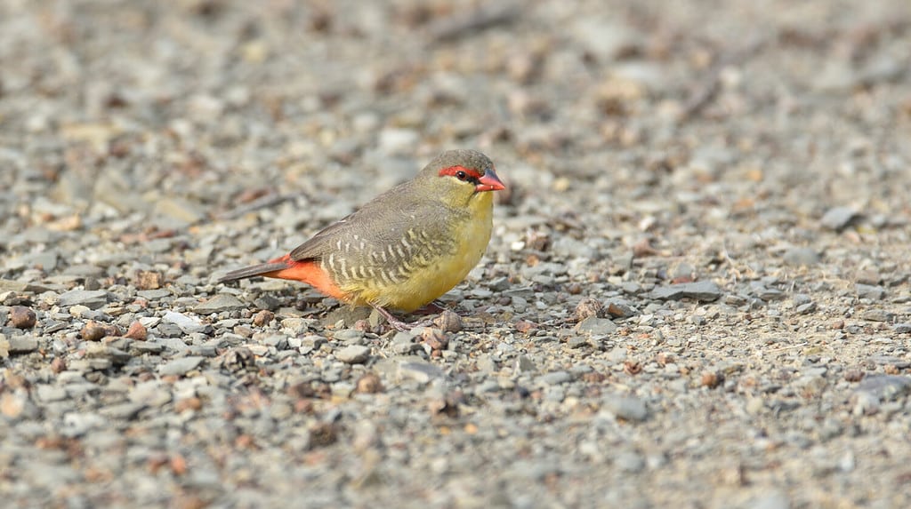 19 Birds With Orange Chests and Bellies: How to Properly Identify Each Kind