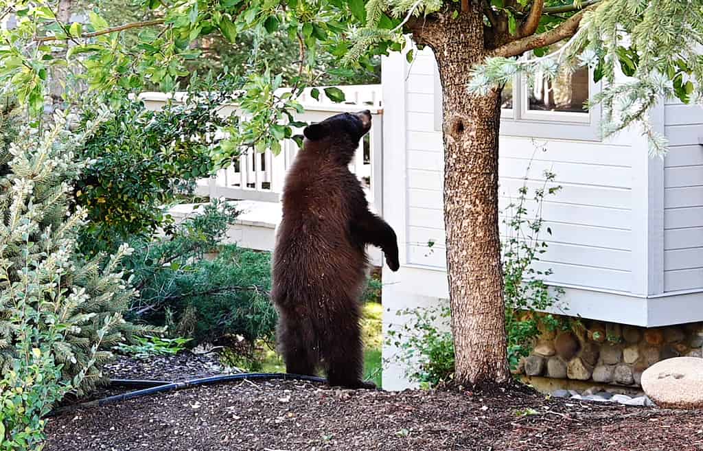 See a Family of Black Bears Attempt to Break Into a Cabin