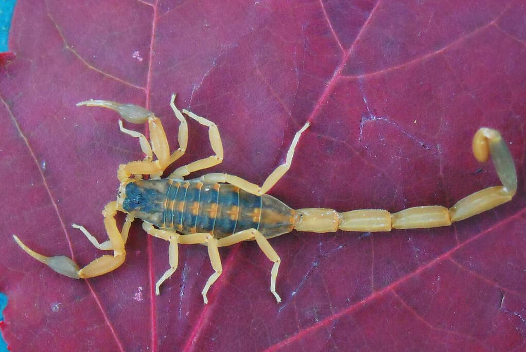 32 Spiders That Look Like Scorpions But Are Nothing Like Them