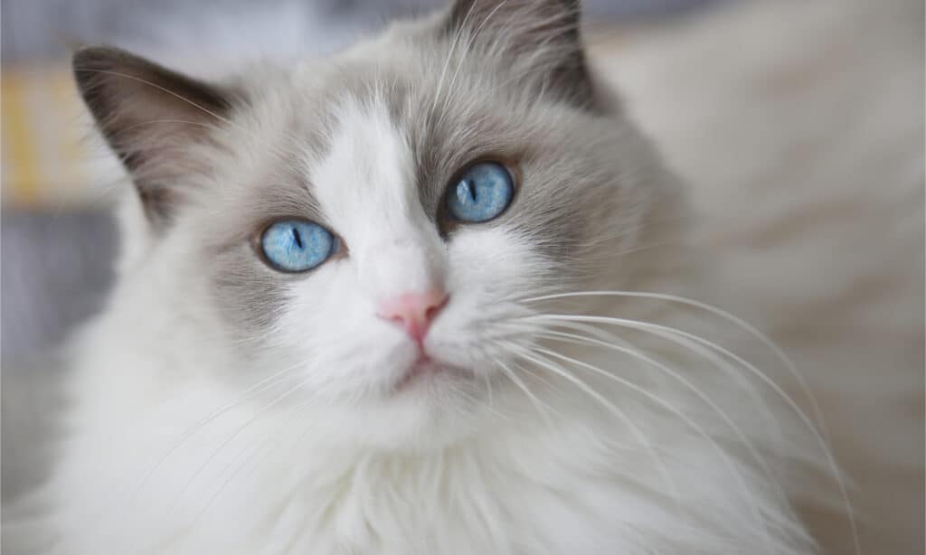 The 5 Best Cat Breeds For First-Time Owners