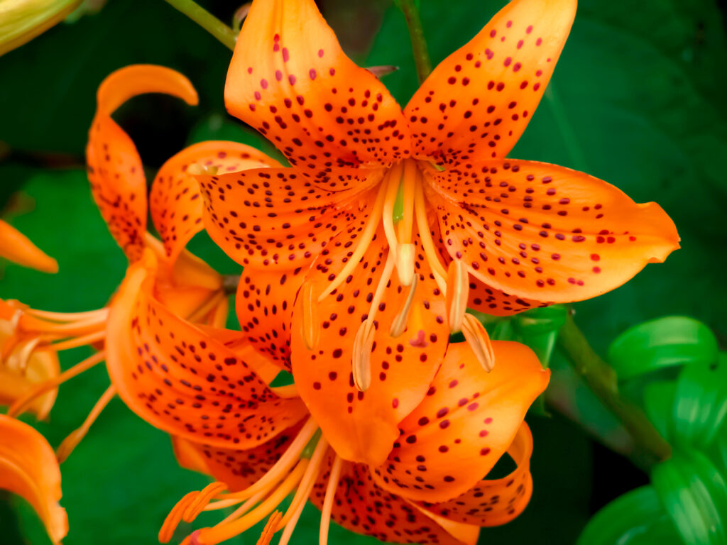 28 Beautiful Wildflowers You'll Find in the Pacific Northwest