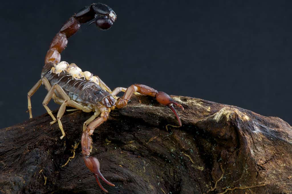 32 Spiders That Look Like Scorpions But Are Nothing Like Them