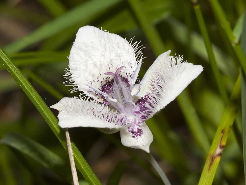 28 Beautiful Wildflowers You'll Find in the Pacific Northwest