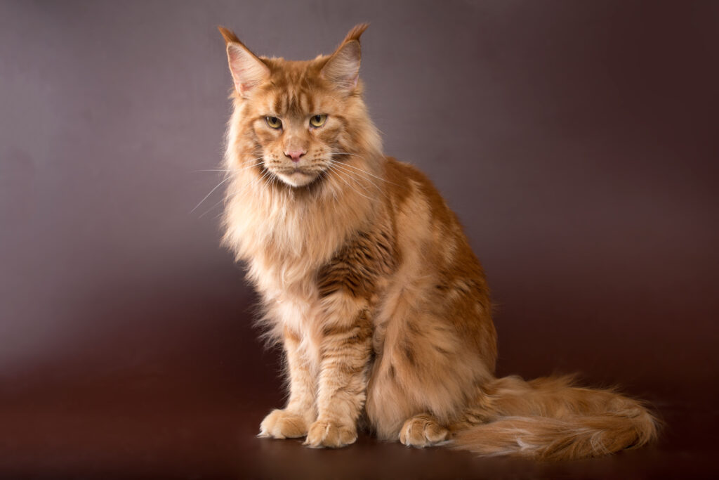 The 5 Best Cat Breeds For First-Time Owners