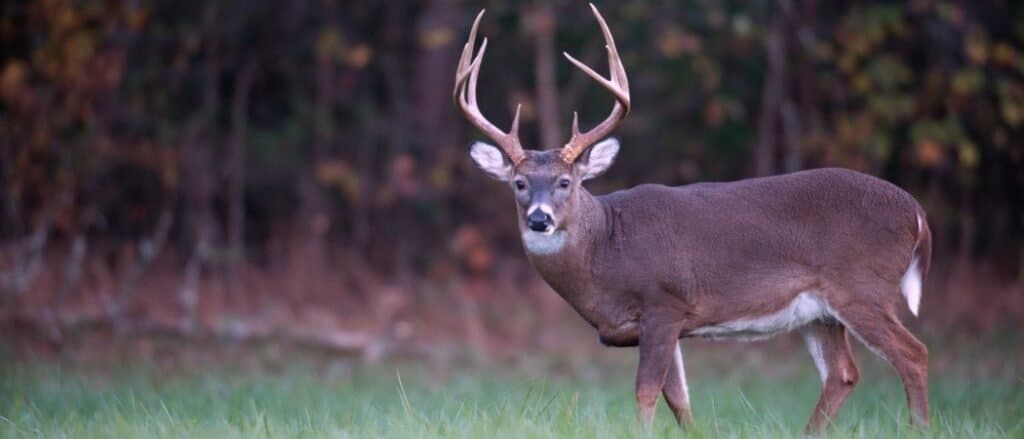 Hunting in Wyoming: 12 Great Public Hunting Lands