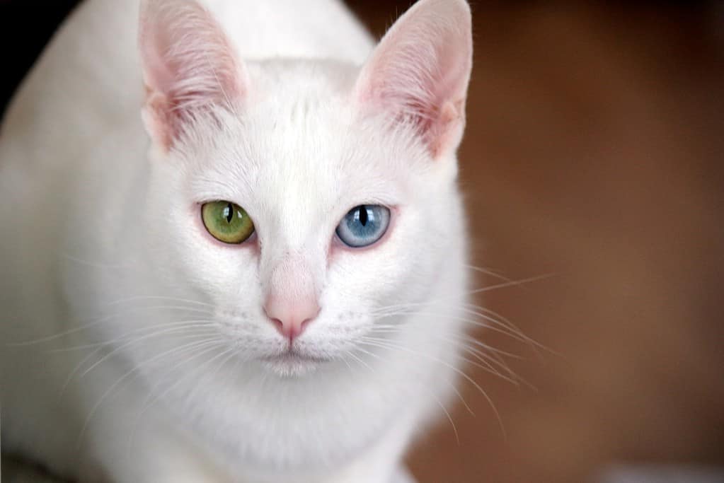 The 5 Best Cat Breeds For First-Time Owners