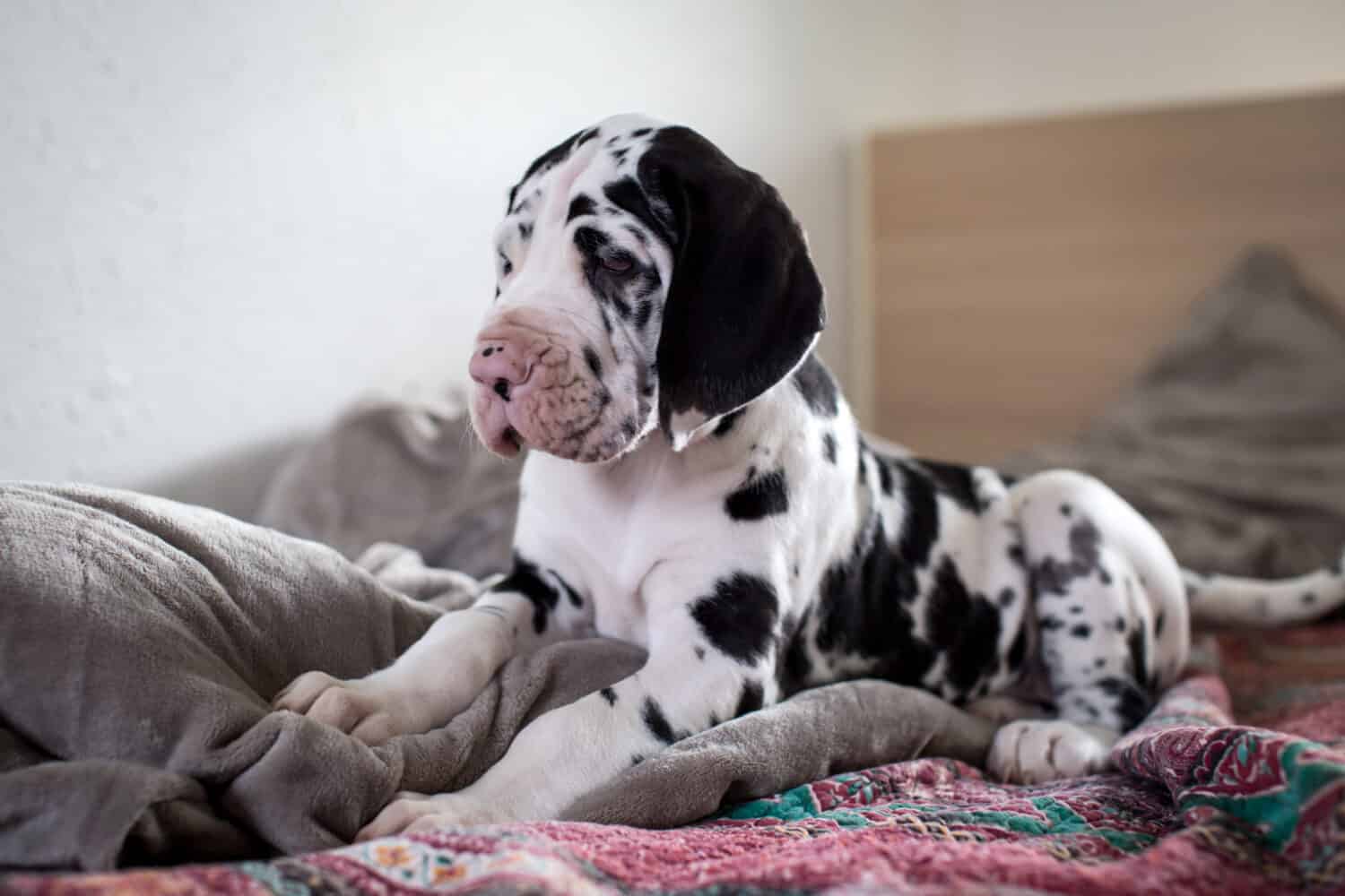 Great Dane Puppies: Pictures, Adoption Tips, and More!