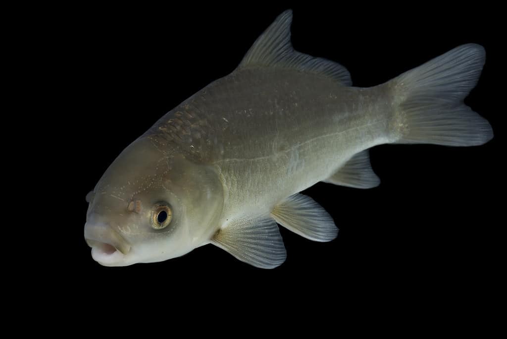 The 12 Largest Fish Ever Caught in North Dakota