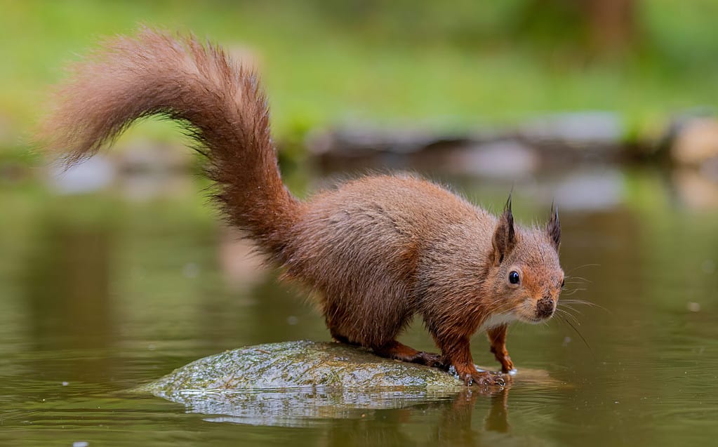 6 Sounds Squirrels Make and What Each Means