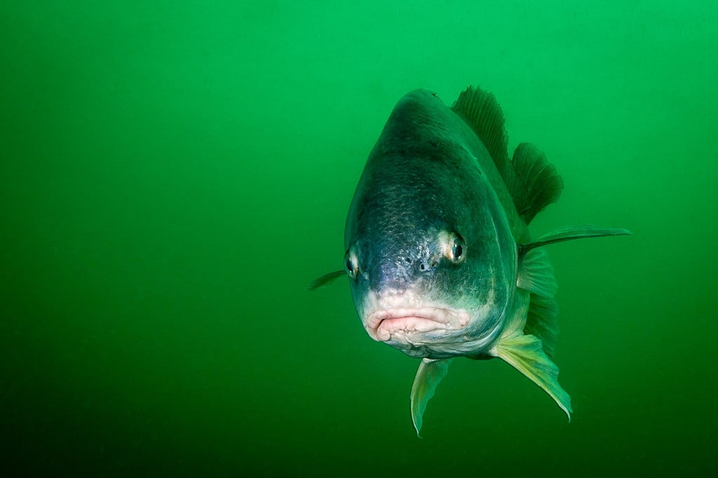 The 12 Largest Fish Ever Caught in North Dakota