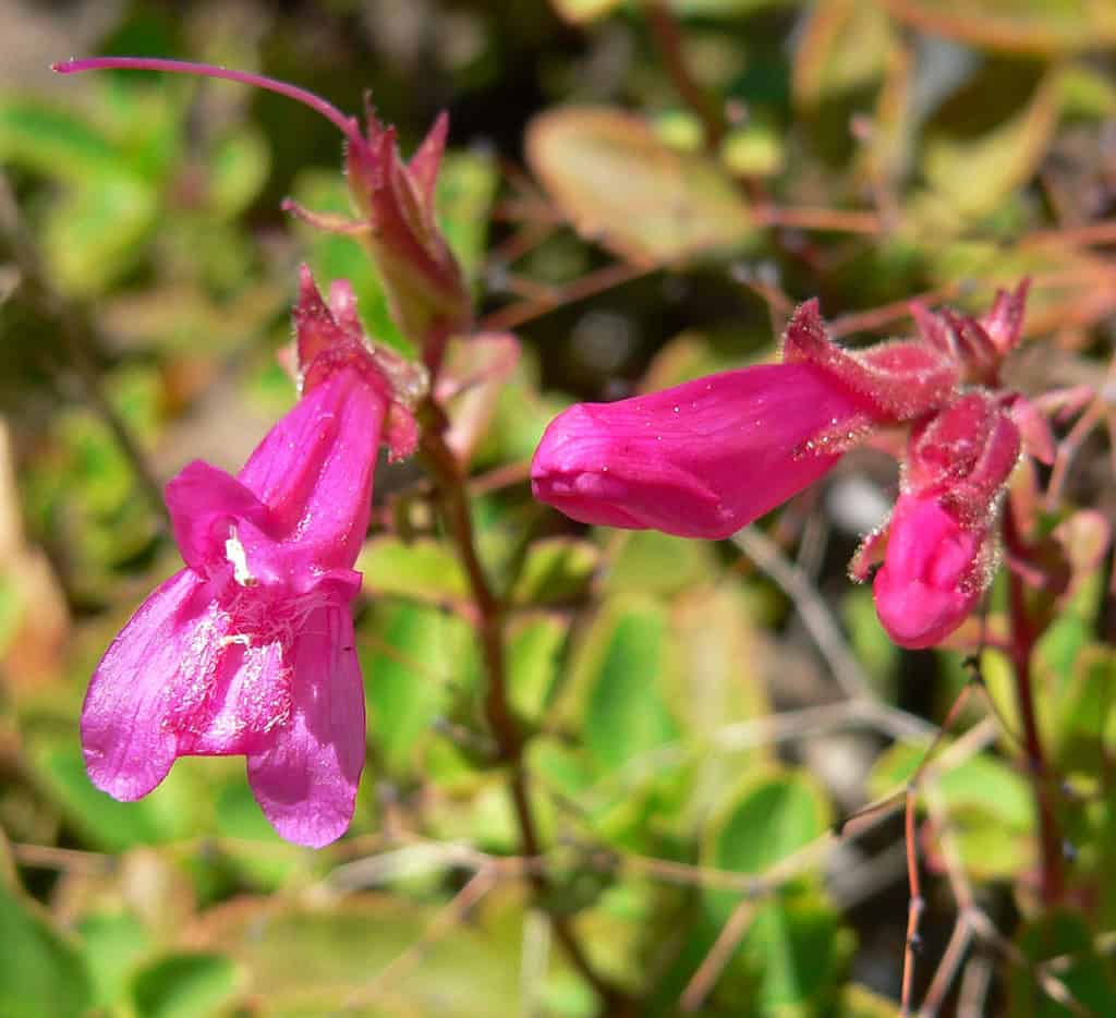 28 Beautiful Wildflowers You'll Find in the Pacific Northwest