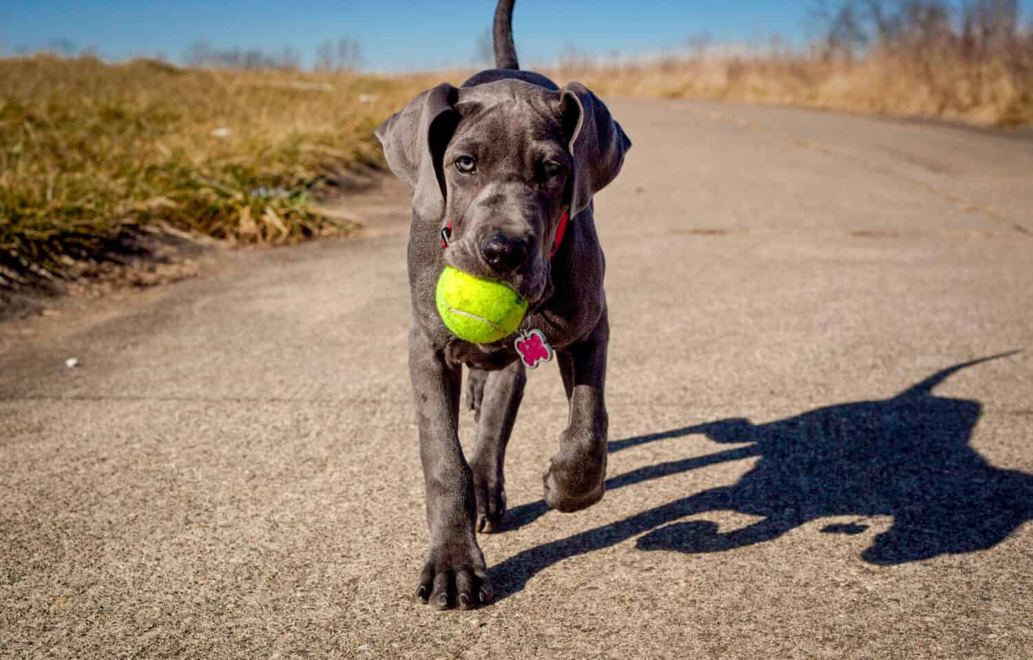 Great Dane Puppies: Pictures, Adoption Tips, and More!