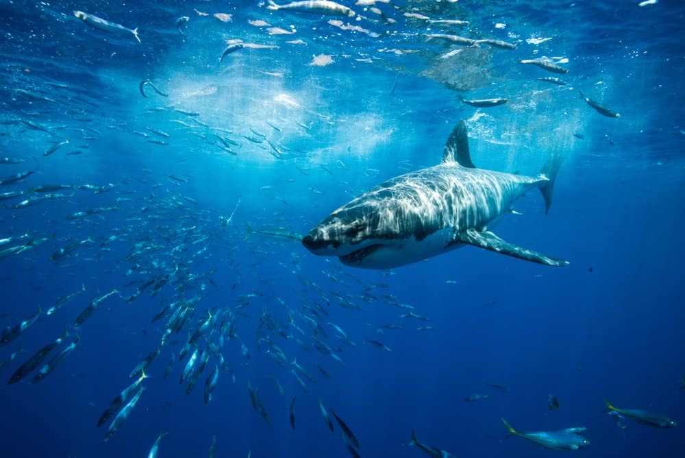 Why Great White Sharks Detect Electric Fields And How It Makes Them Such Vicious Hunters