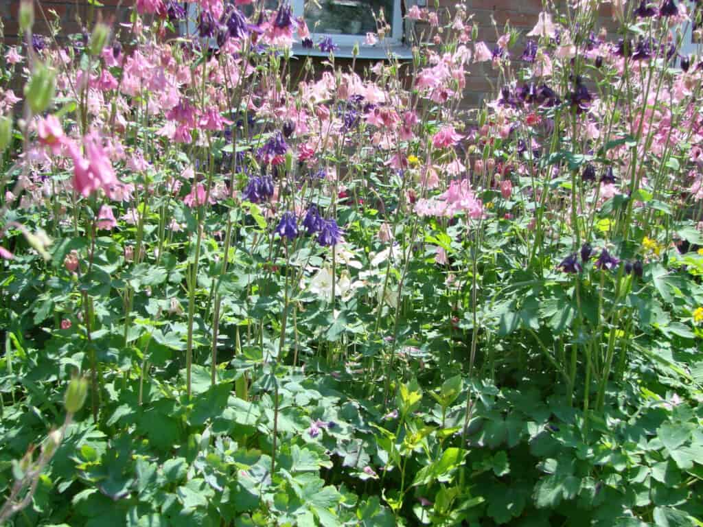 28 Beautiful Wildflowers You'll Find in the Pacific Northwest