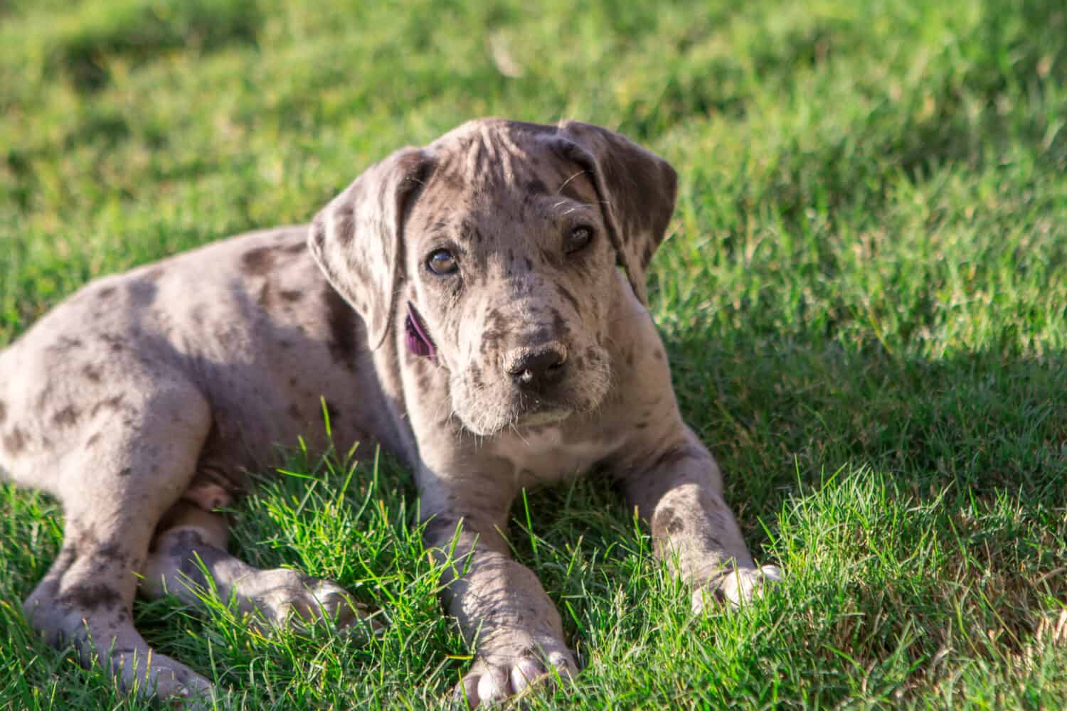 Great Dane Puppies: Pictures, Adoption Tips, and More!