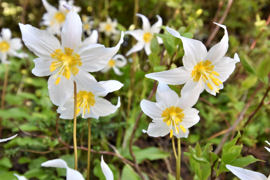 28 Beautiful Wildflowers You'll Find in the Pacific Northwest