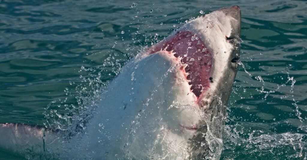 The Largest Great White Sharks Ever Found Off Victoria Waters