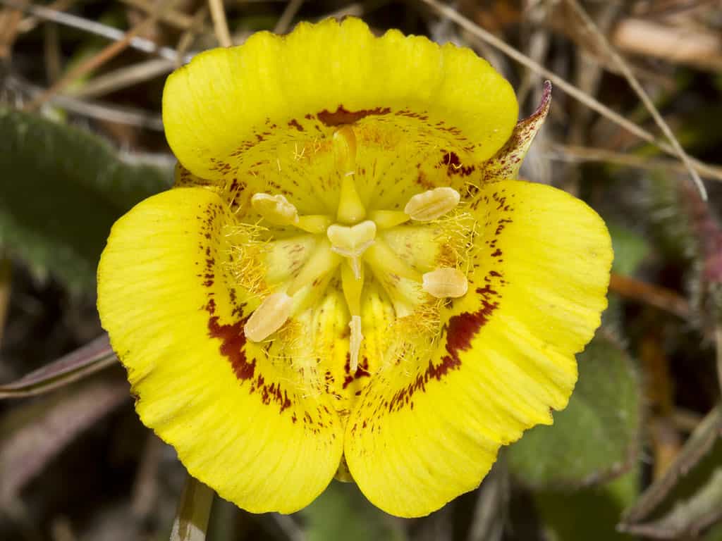 28 Beautiful Wildflowers You'll Find in the Pacific Northwest