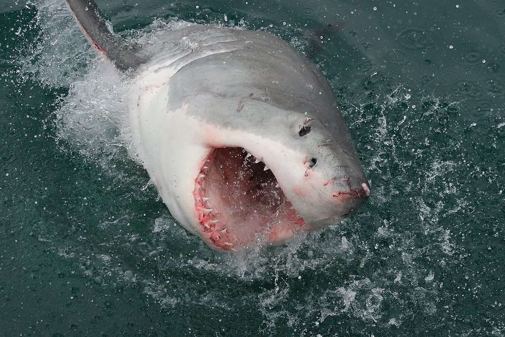 Why Great White Sharks Detect Electric Fields And How It Makes Them Such Vicious Hunters