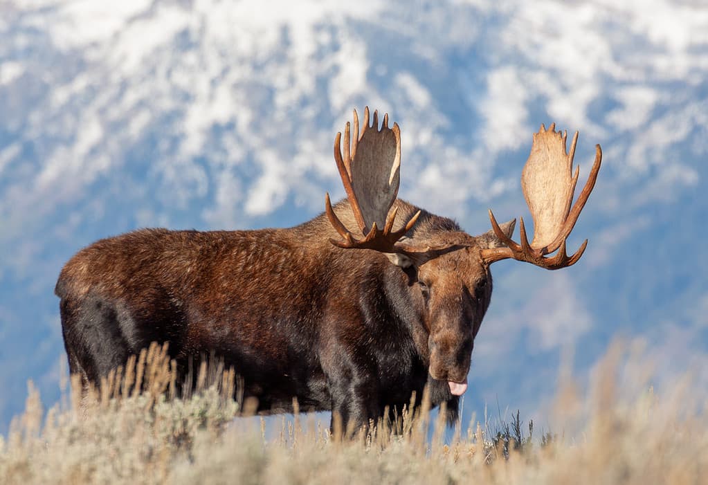 Discover the 5 Largest Deer Roaming U.S. Forests