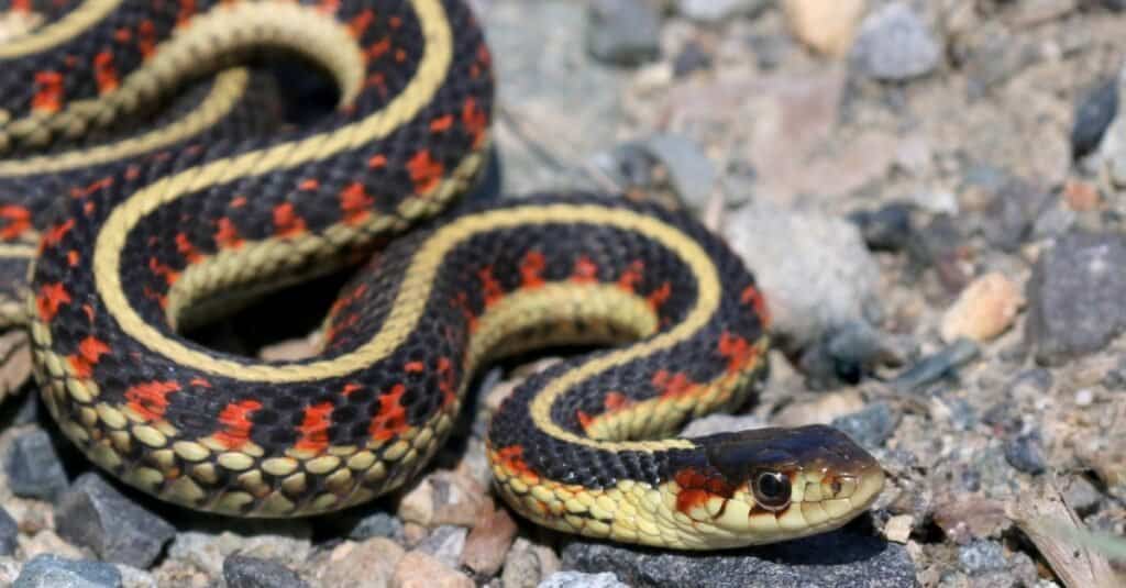 What Do Garter Snakes Look Like? 3 Quick Ways to ID Them