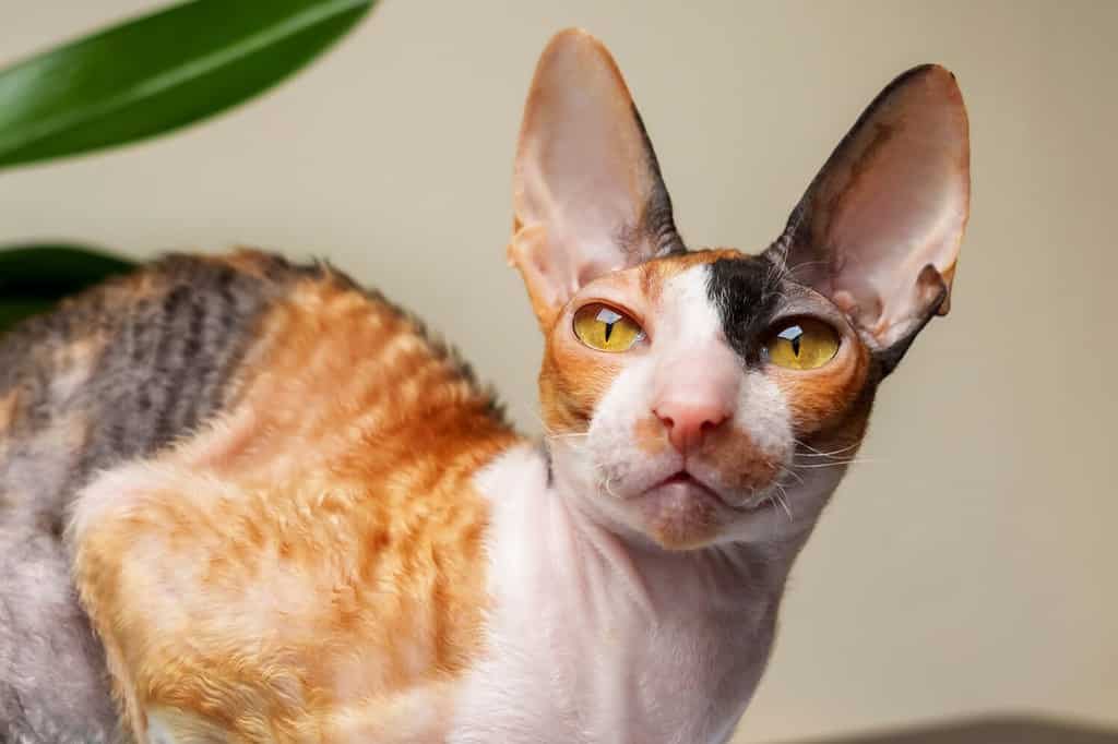 The 5 Best Cat Breeds For First-Time Owners