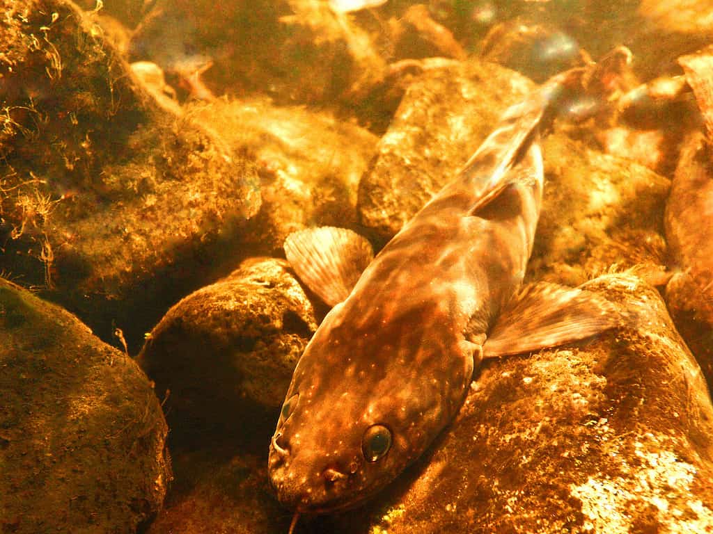 The 12 Largest Fish Ever Caught in North Dakota