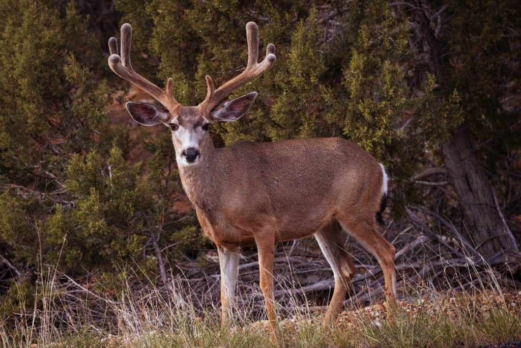 Hunting in Wyoming: 12 Great Public Hunting Lands