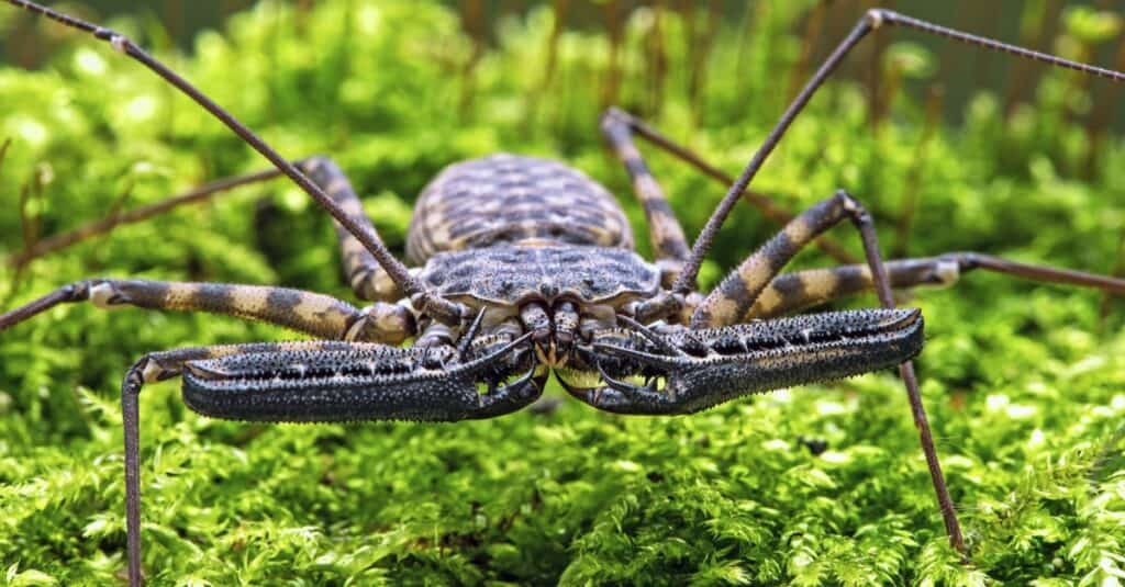 32 Spiders That Look Like Scorpions But Are Nothing Like Them