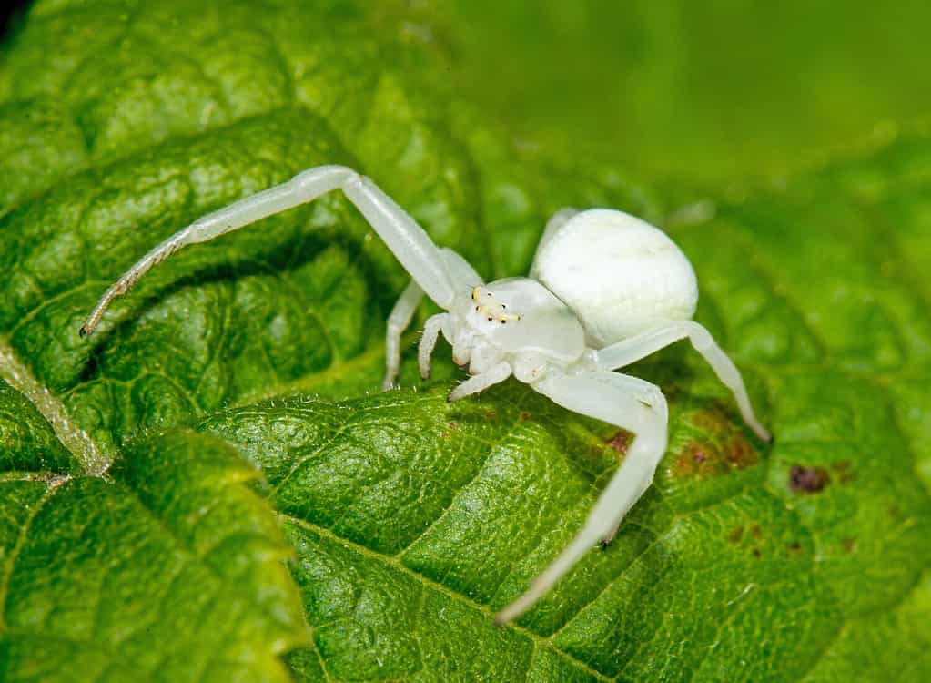 32 Spiders That Look Like Scorpions But Are Nothing Like Them