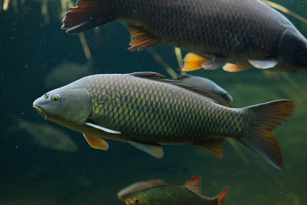 The 12 Largest Fish Ever Caught in North Dakota