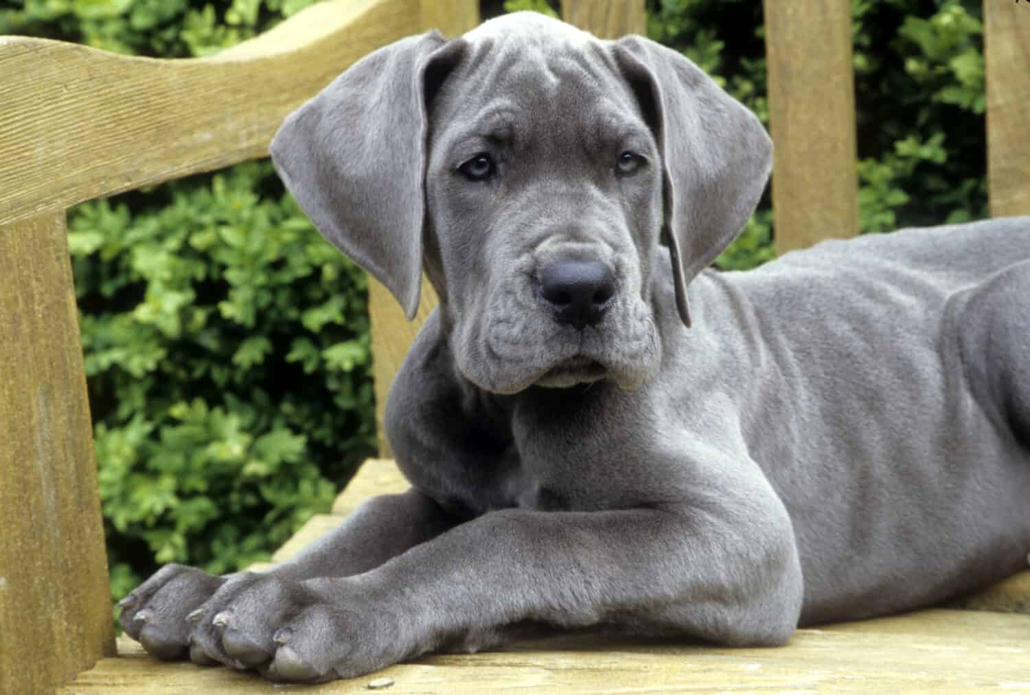 Great Dane Puppies: Pictures, Adoption Tips, and More!