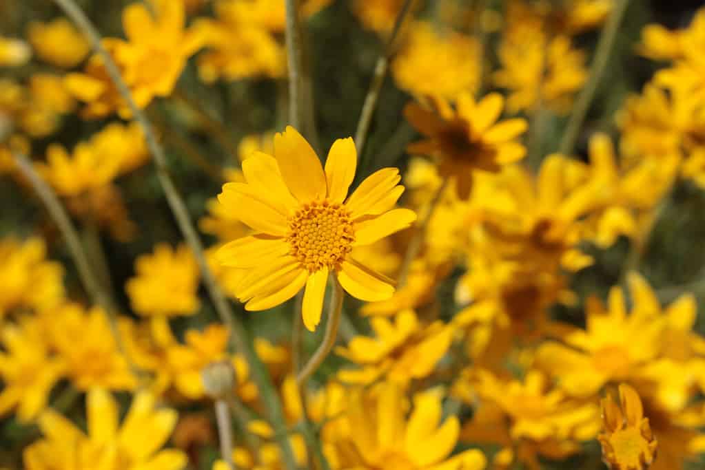 28 Beautiful Wildflowers You'll Find in the Pacific Northwest