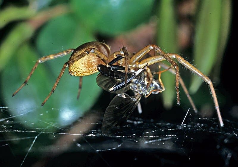 Discover the Surprising Reason Spiders Don't Get Caught in Their Own Webs