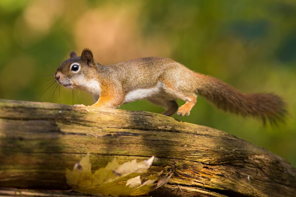 6 Sounds Squirrels Make and What Each Means